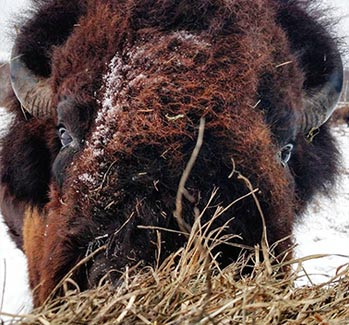 Bison