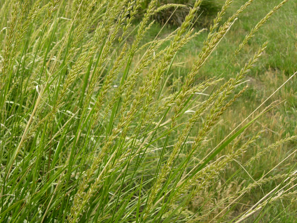 Girlz Going Wild and Young Guns Join the Green Grass Stampede! Dakota