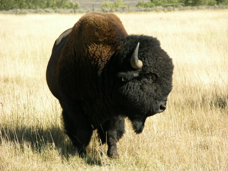 Import Requirements Dakota Territory Buffalo Association