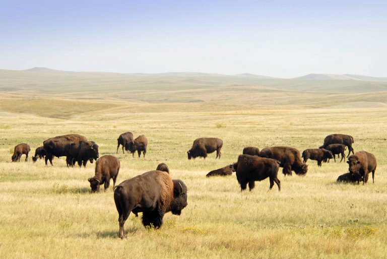 DTBA August Newsletter Dakota Territory Buffalo Association