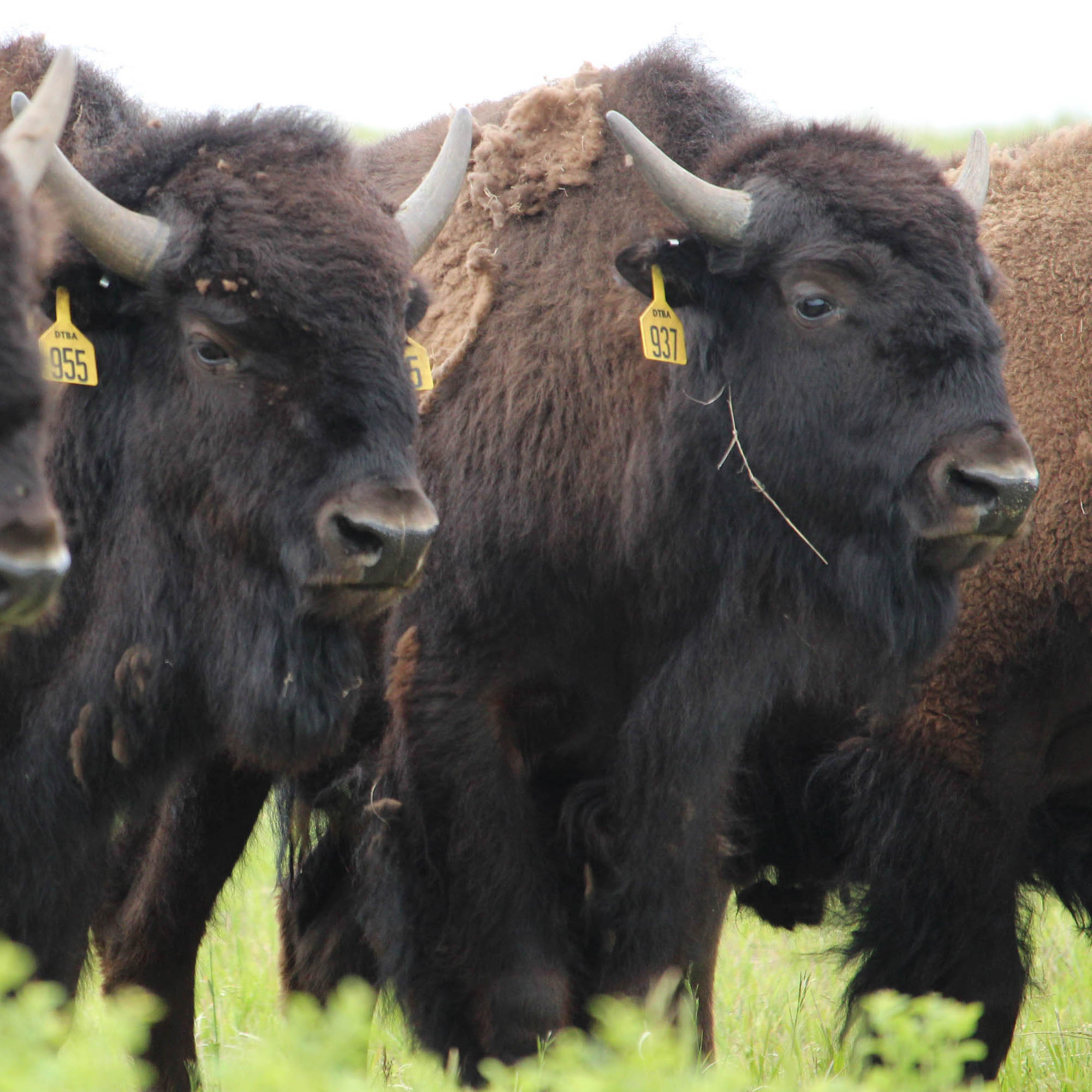 Young Guns 2020 Class Good Grass Gains Despite Dry Conditions