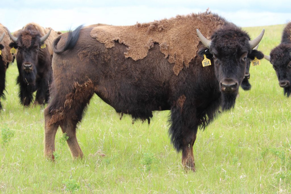 Young Guns 2020 Class Good Grass Gains Despite Dry Conditions