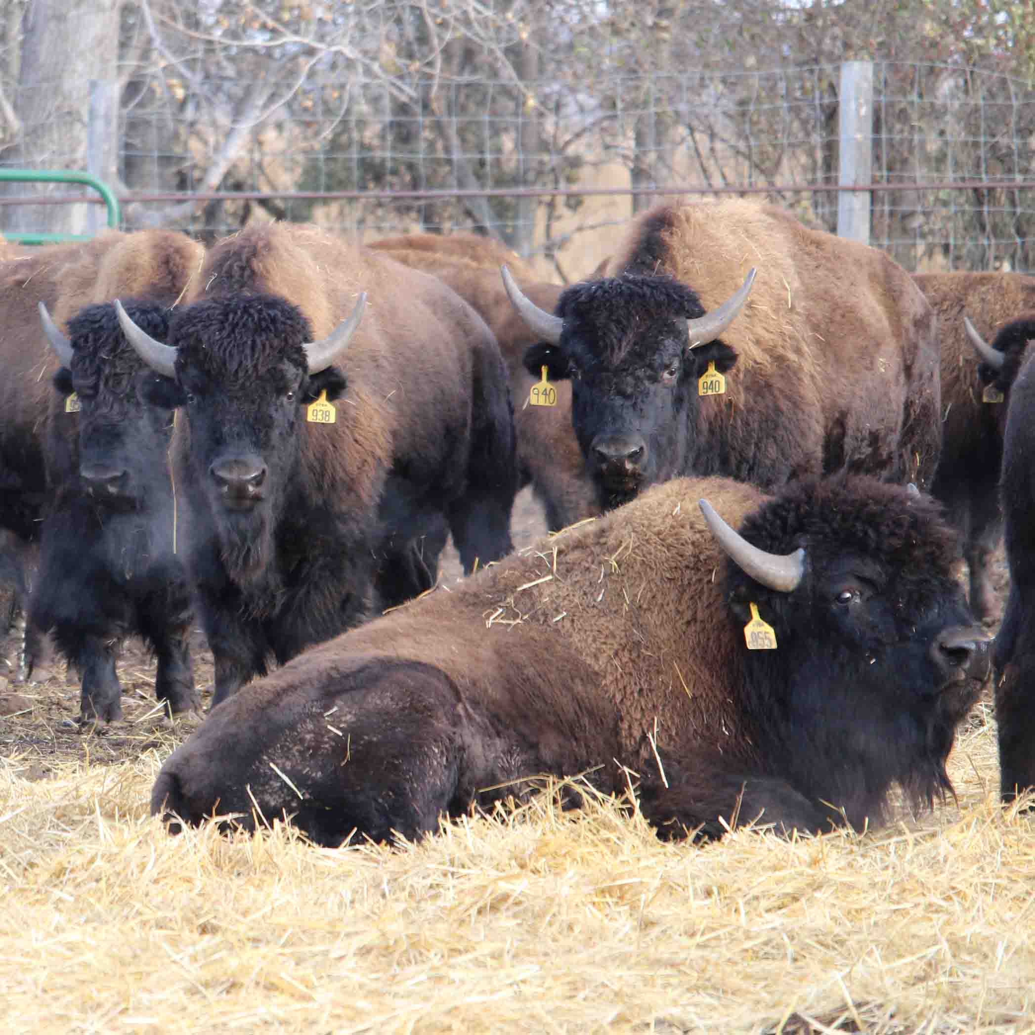 Register for the Dakota Territory Buffalo Association’s 2020 Winter