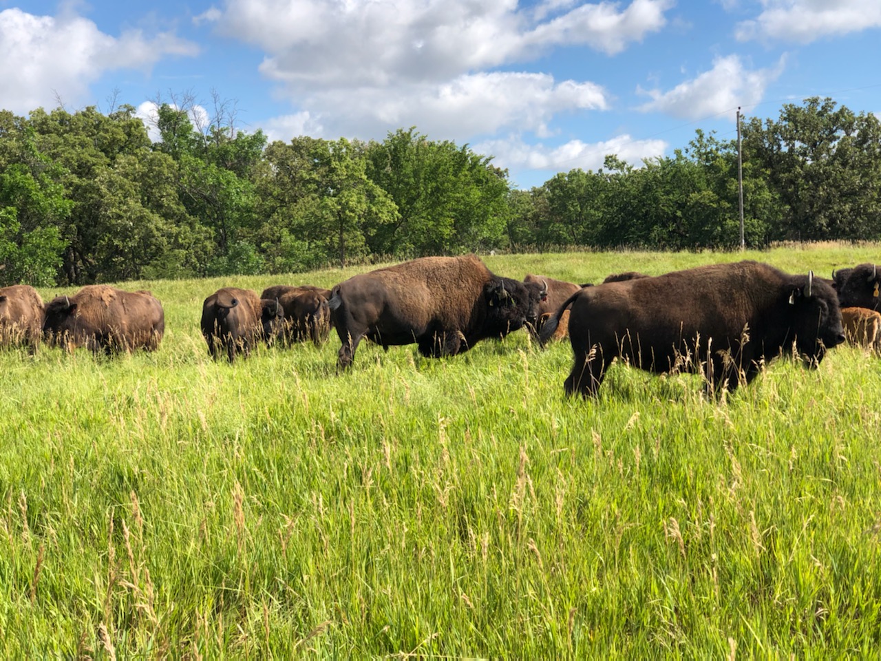 Fall Bison Ranch Tour Dakota Territory Buffalo Association