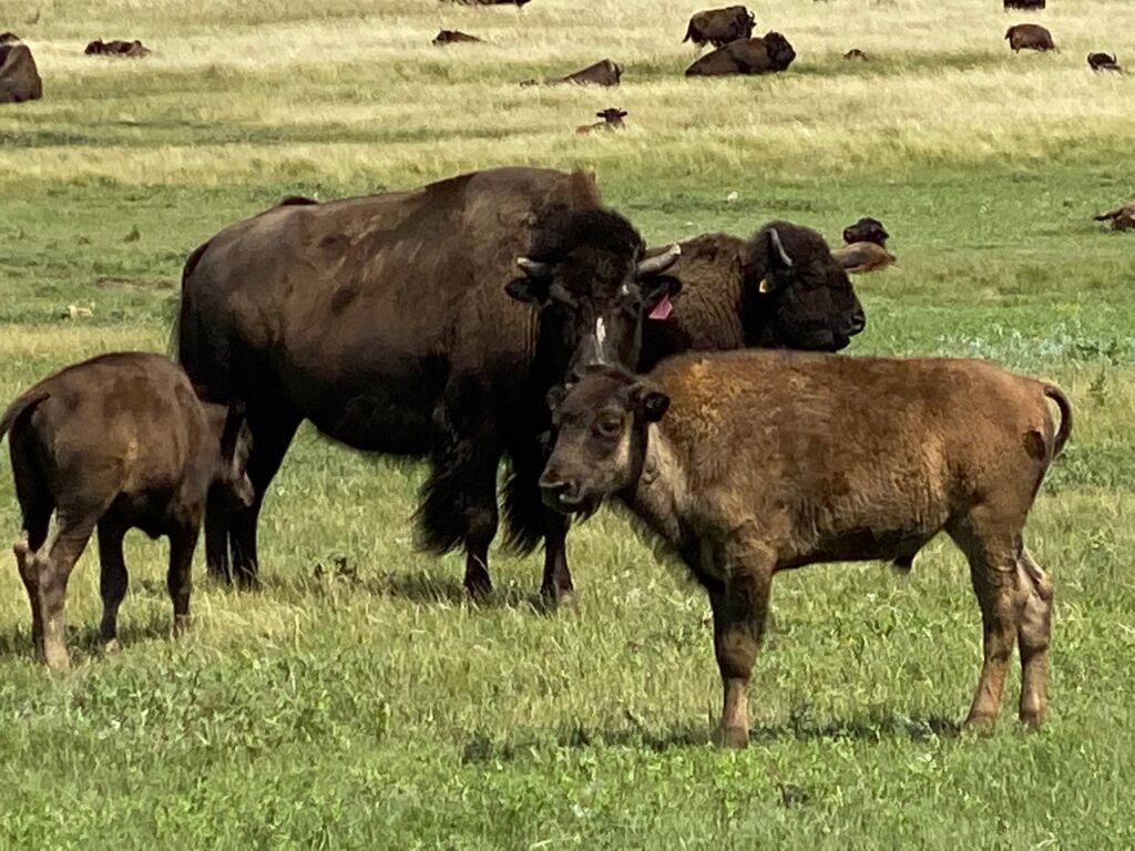 21st Annual Brownotter Buffalo Auction Dakota Territory Buffalo